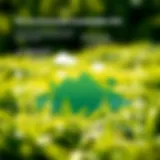 A thriving green landscape symbolizing environmental sustainability